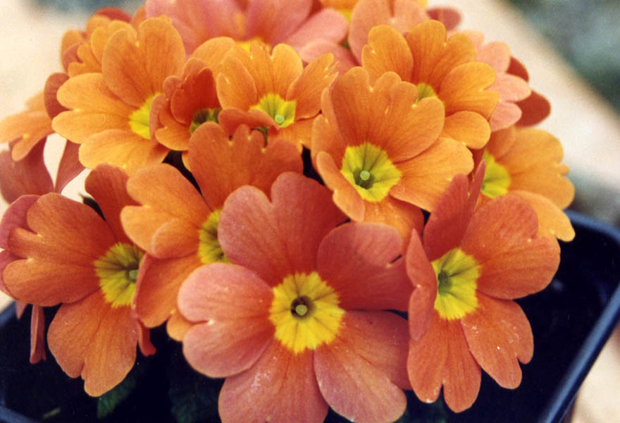 Primula × juliana – Cultivars photo